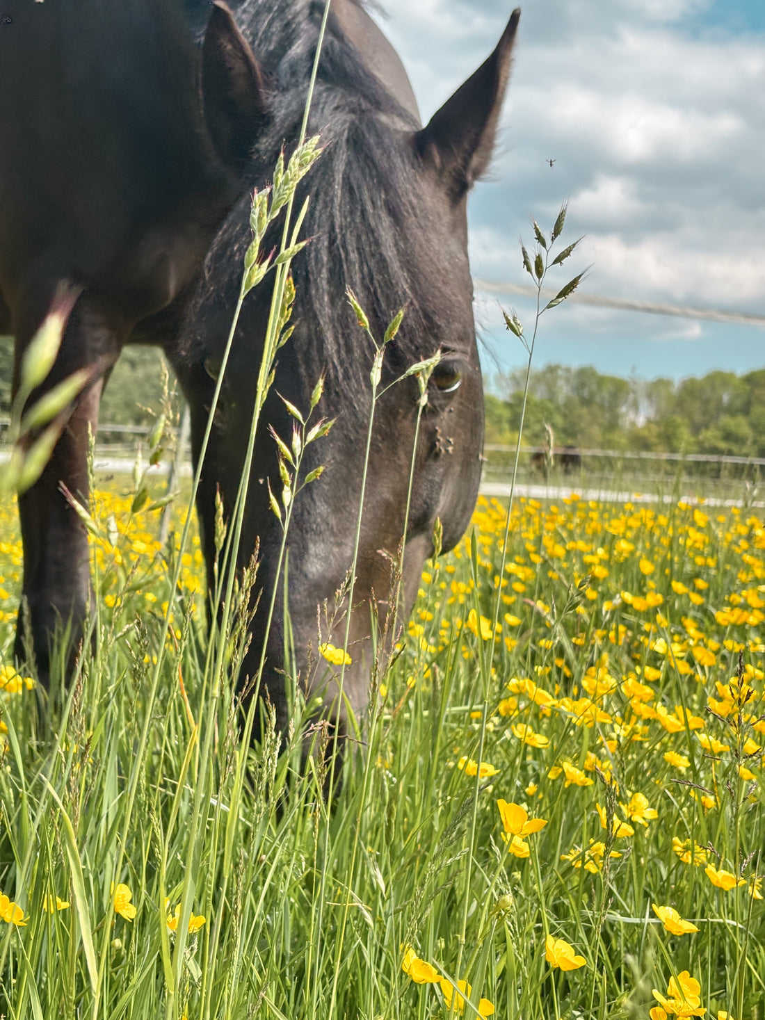 5 fouten die paardeneigenaren vaak maken tijdens het landseizoen (en waarom dit invloed heeft op je paard)
