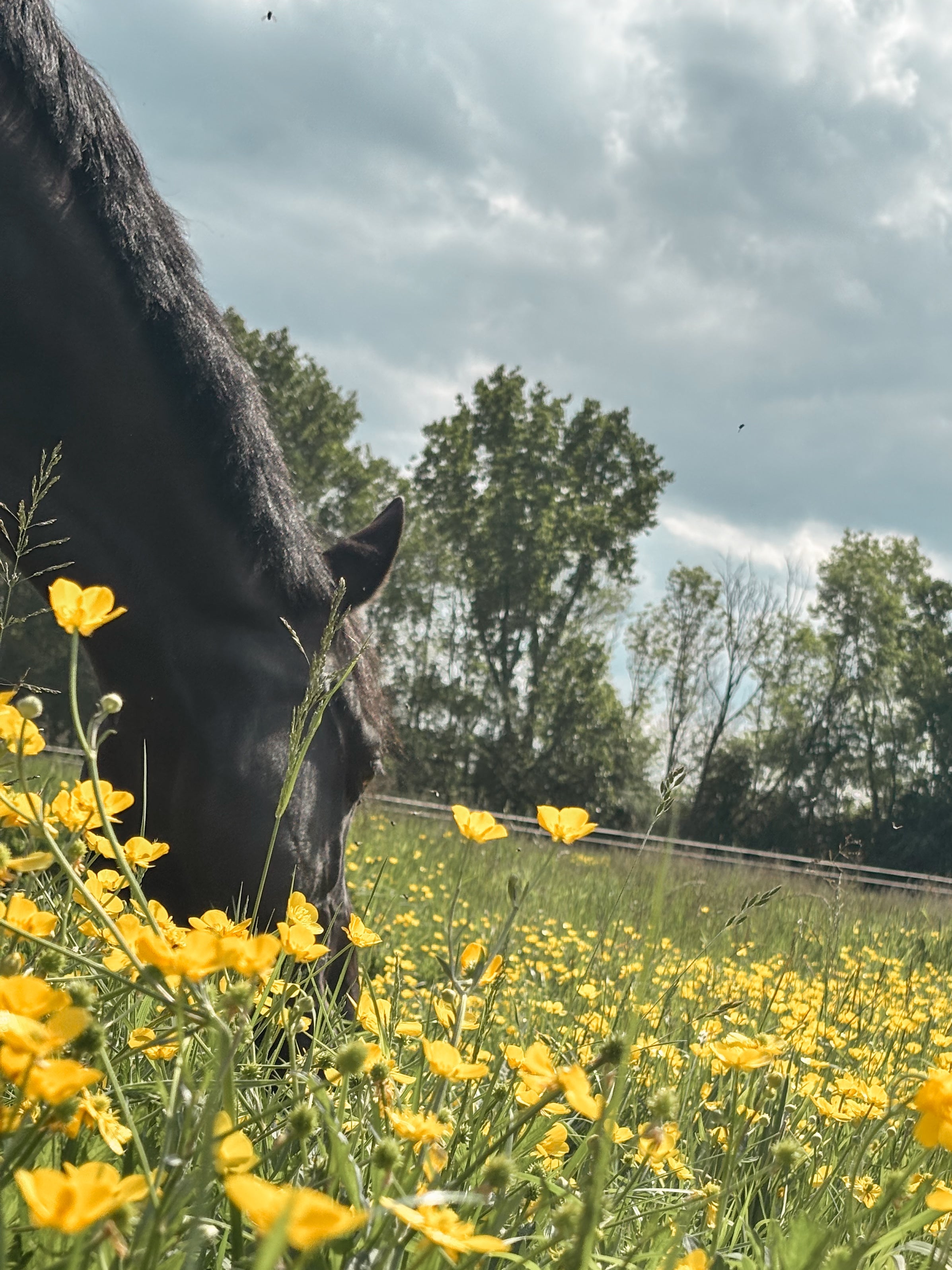 De overgang naar het weiland verandert meer dan alleen routine: zo ondersteun je de maag en darmen van jouw paard