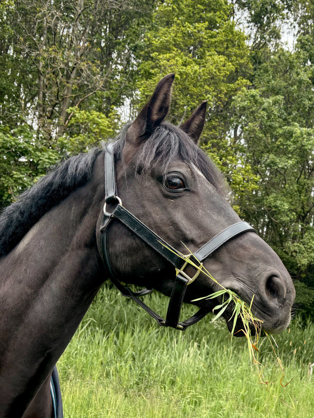 Hoe bouw je weidegang verantwoord op bij paarden?