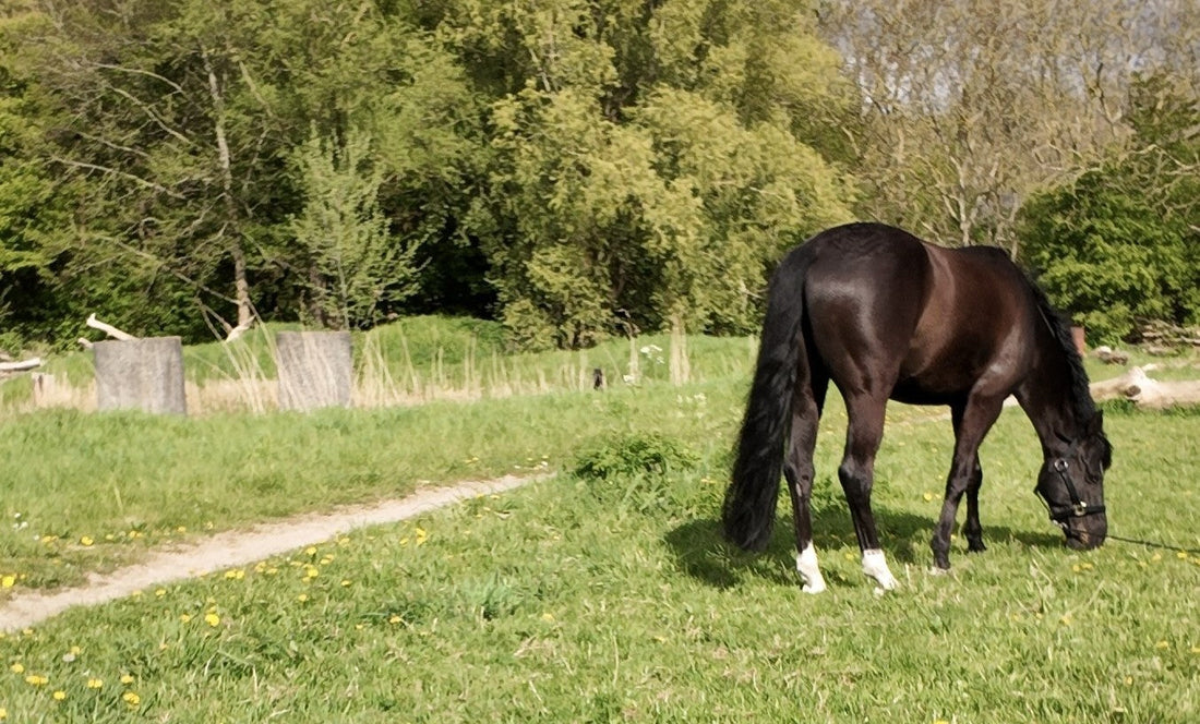 Met LiNox Gastro goed het landseizoen in: zo ondersteun je de maag van jouw paard