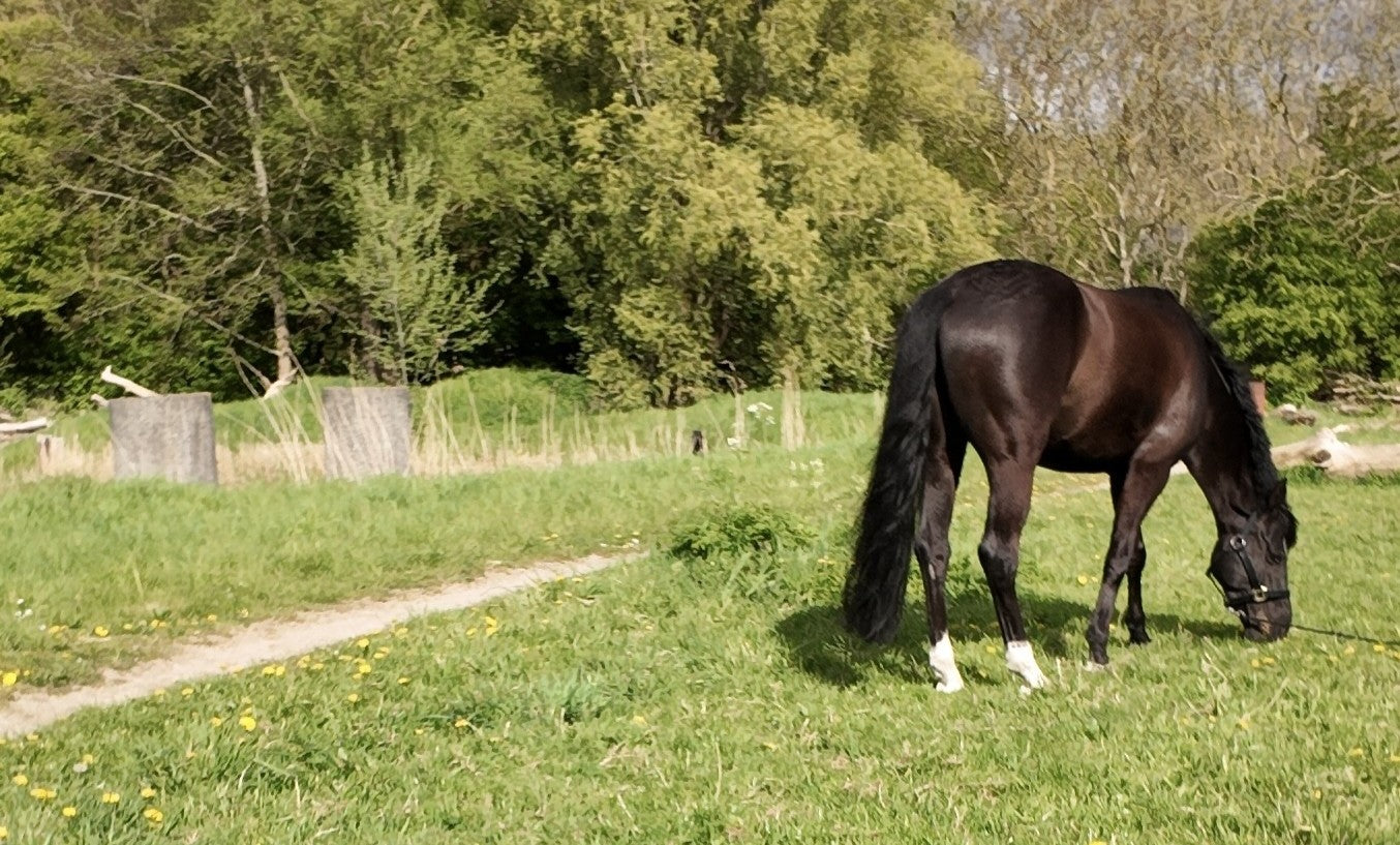 Met LiNox Gastro goed het landseizoen in: zo ondersteun je de maag van jouw paard