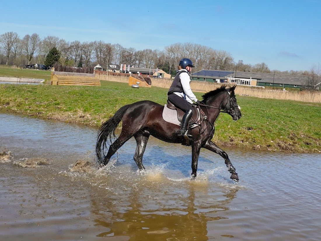 Spierherstel bij paarden: Zo ondersteun je jouw paard na training.